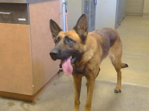 Photo of Julia, adoptable German Shepherd Dog in Sacramento, California