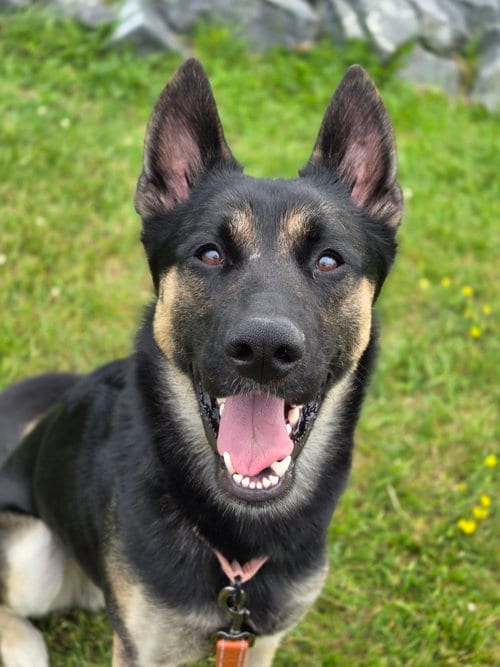 Photo of Excaliber, adoptable German Shepherd Dog in Baltimore, Maryland