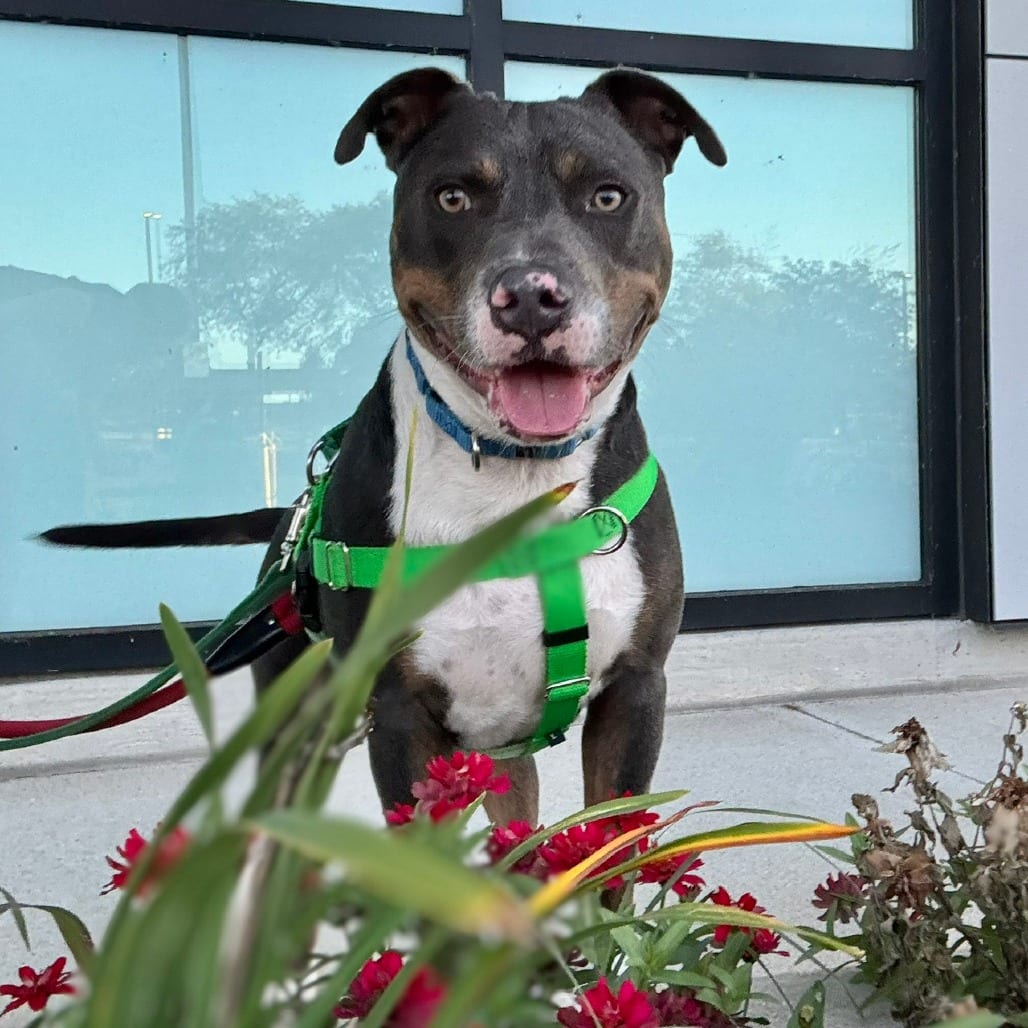 Photo of Elvis, adoptable Rottweiler / Mixed Breed (Large) in South Elgin, Illinois