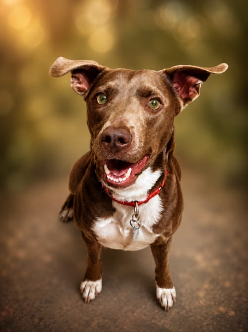Photo of Jasmine, adoptable Retriever in Holbrook, New York