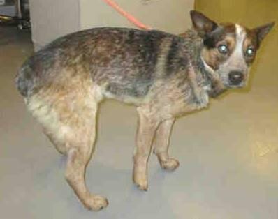 Photo of Pryor, adoptable Australian Cattle Dog/Blue Heeler in San Diego, California