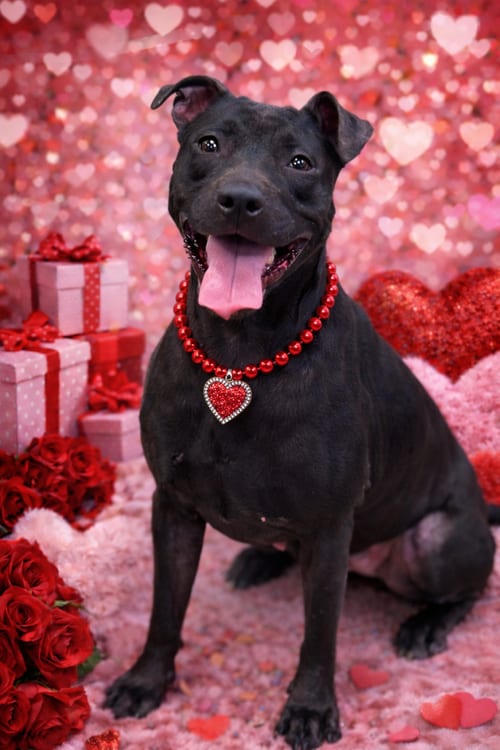 Photo of Sammy, adoptable Unknown breed (medium coat) in Cranford, New Jersey