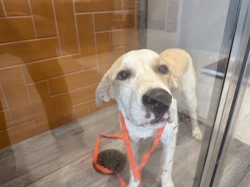 Photo of Button, adoptable Labrador Retriever in Garland, Texas