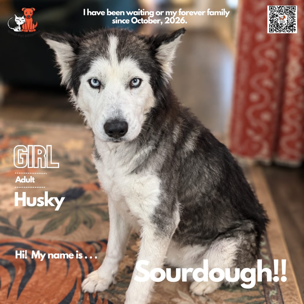Photo of Sourdough, adoptable Husky in Westminster, California
