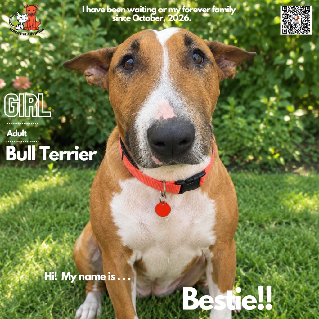Photo of Bestie, adoptable Terrier, Bull in Westminster, California