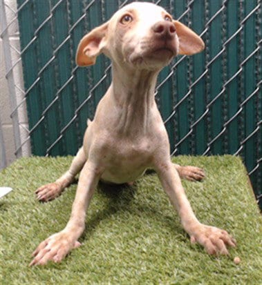 Photo of Martin, adoptable Chihuahua in Downey, California