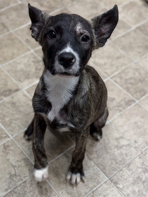 Photo of Allison, adoptable German Shepherd Dog in Augusta, Georgia