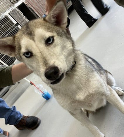 Photo of Bjorn, adoptable Husky in Killeen, Texas