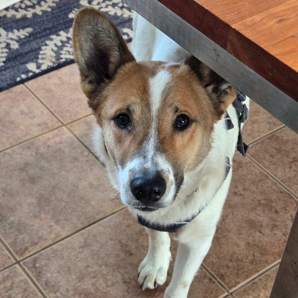 Photo of Ringo D67635, adoptable Collie / Mixed Breed (Medium) in Minnesota, Minnesota