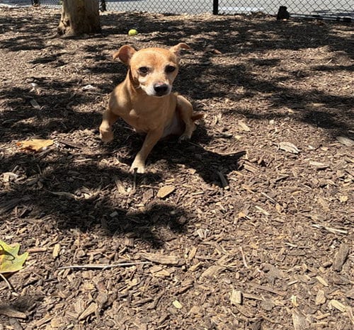 Photo of A199052, adoptable Chihuahua in Fremont, California