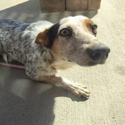 Photo of Gordon, adoptable Australian Cattle Dog in Pueblo, Colorado