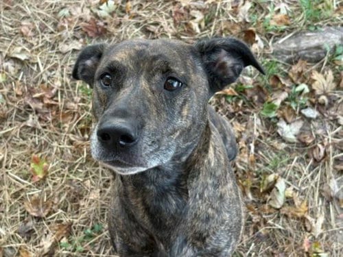 Photo of Zuri, adoptable Pit Bull Terrier in Tulsa, Oklahoma