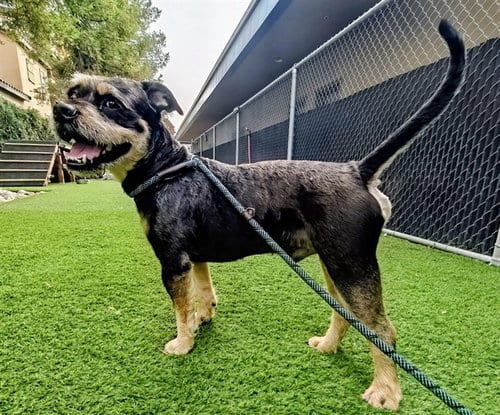 Photo of Puffle, adoptable Giant Schnauzer in San Jose, California