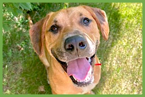 Photo of Murphy, adoptable Labrador Retriever in Amherst, Massachusetts
