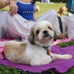 Photo of Tennessee, adoptable Shih Tzu in New York, New York