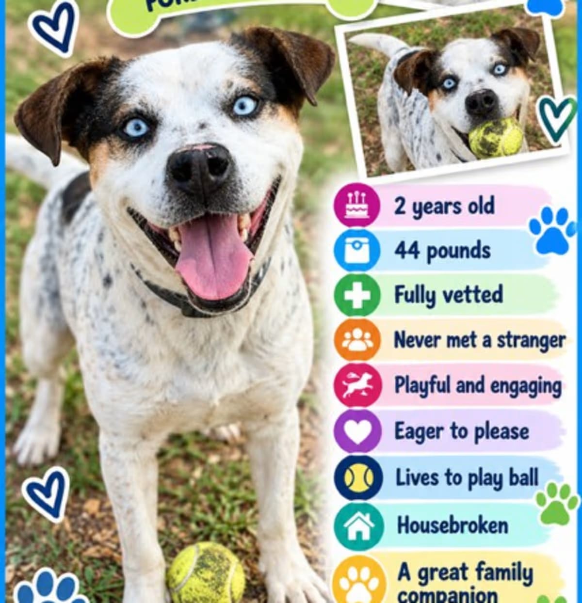Photo of Dean, adoptable Mixed Breed (Medium) in Roswell, Georgia