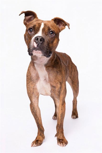 Photo of Raj, adoptable Boxer in Miami, Florida