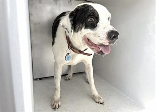 Photo of Xena, adoptable American Pit Bull Terrier in Houston, Texas