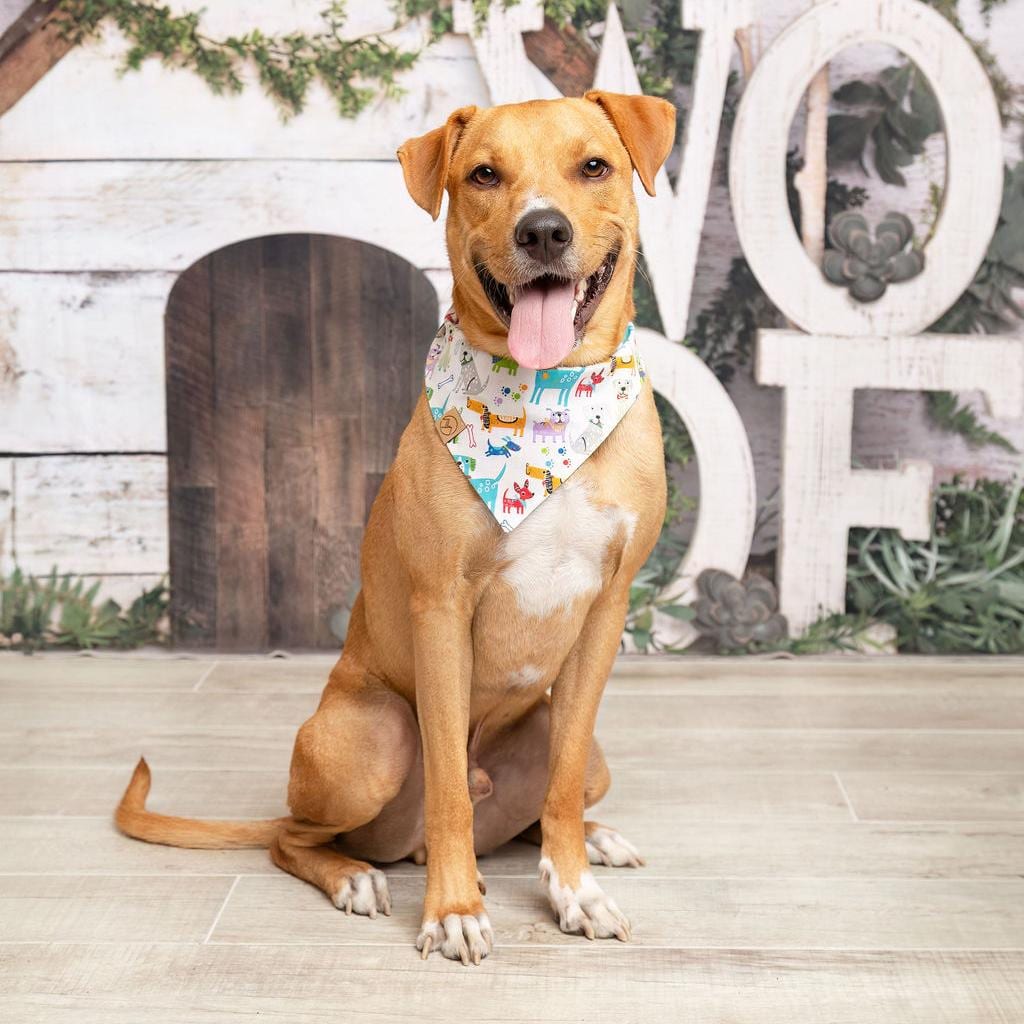 Photo of Cinnamon, adoptable Retriever / Mixed Breed (Medium) in Dallas, Texas