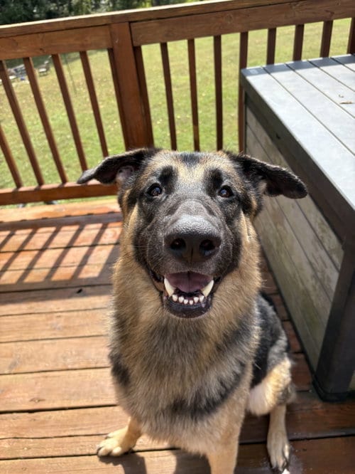 Photo of Lucifer, adoptable German Shepherd Dog in La Grange, North Carolina