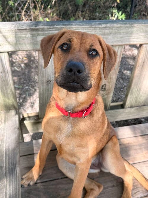 Photo of Ocean, adoptable Labrador Retriever in Elmsford, New York