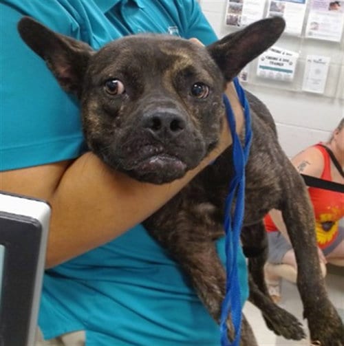 Photo of Moe, adoptable Boxer in Oklahoma City, Oklahoma