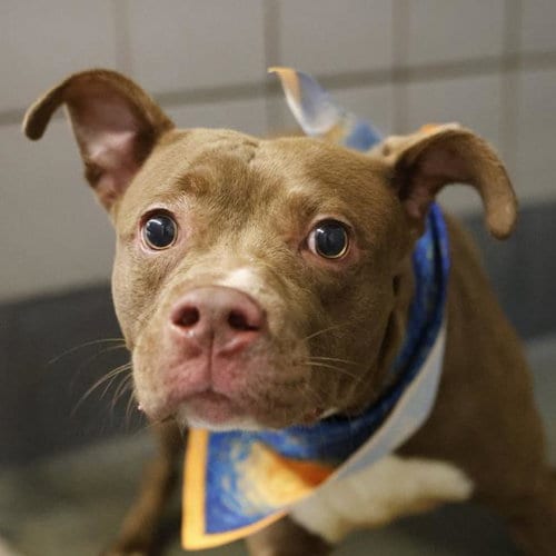 Photo of Bruno, adoptable American Staffordshire Terrier in San Antonio, Texas