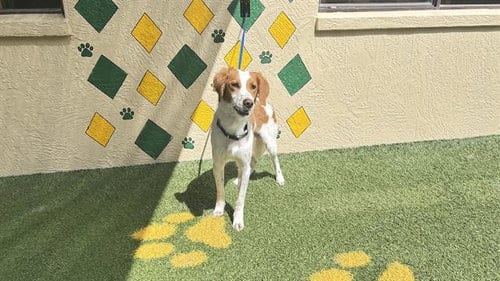 Photo of Sammy, adoptable French Brittany in Winter Haven, Florida