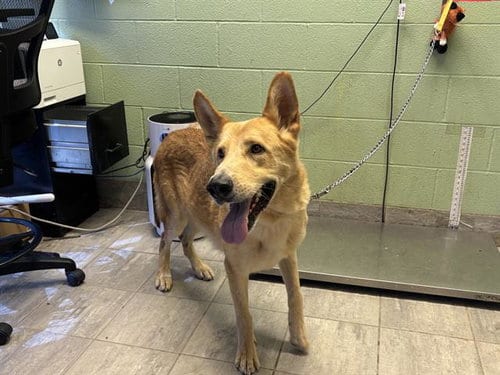 Photo of Brave, adoptable German Shepherd Dog in Grand Prairie, Texas