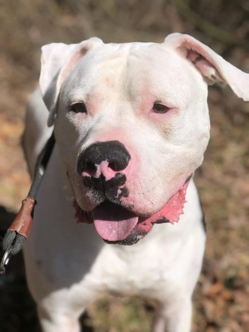 Photo of Maverick, adoptable American Bulldog in Elkins, West Virginia