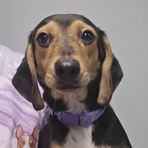 Photo of Splooty, adoptable Beagle in Normal, Illinois