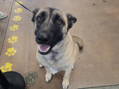 Photo of Taylor, adoptable Belgian Shepherd Malinois in Van Nuys, California