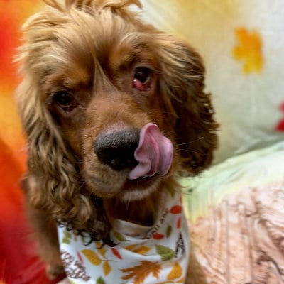 Photo of Arlow, adoptable Cocker Spaniel in Arlington, Virginia
