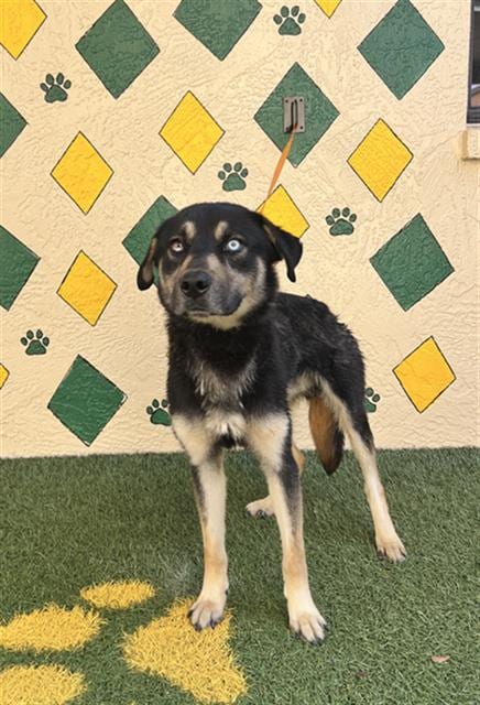 Photo of Andi, adoptable German Shepherd Dog in Winter Haven, Florida