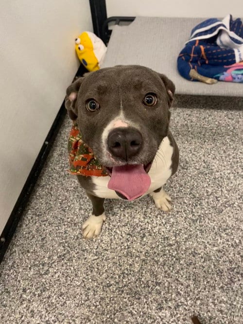 Photo of Belladonna, adoptable American Staffordshire Terrier in St. Peters, Missouri