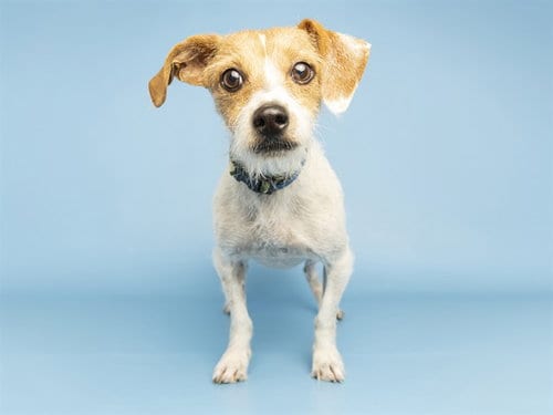 Photo of Parmesan, adoptable Cairn Terrier in Phoenix, Arizona