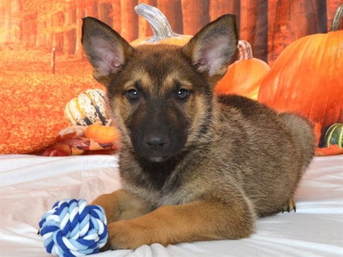 Photo of Munster, adoptable German Shepherd Dog in Oroville, California