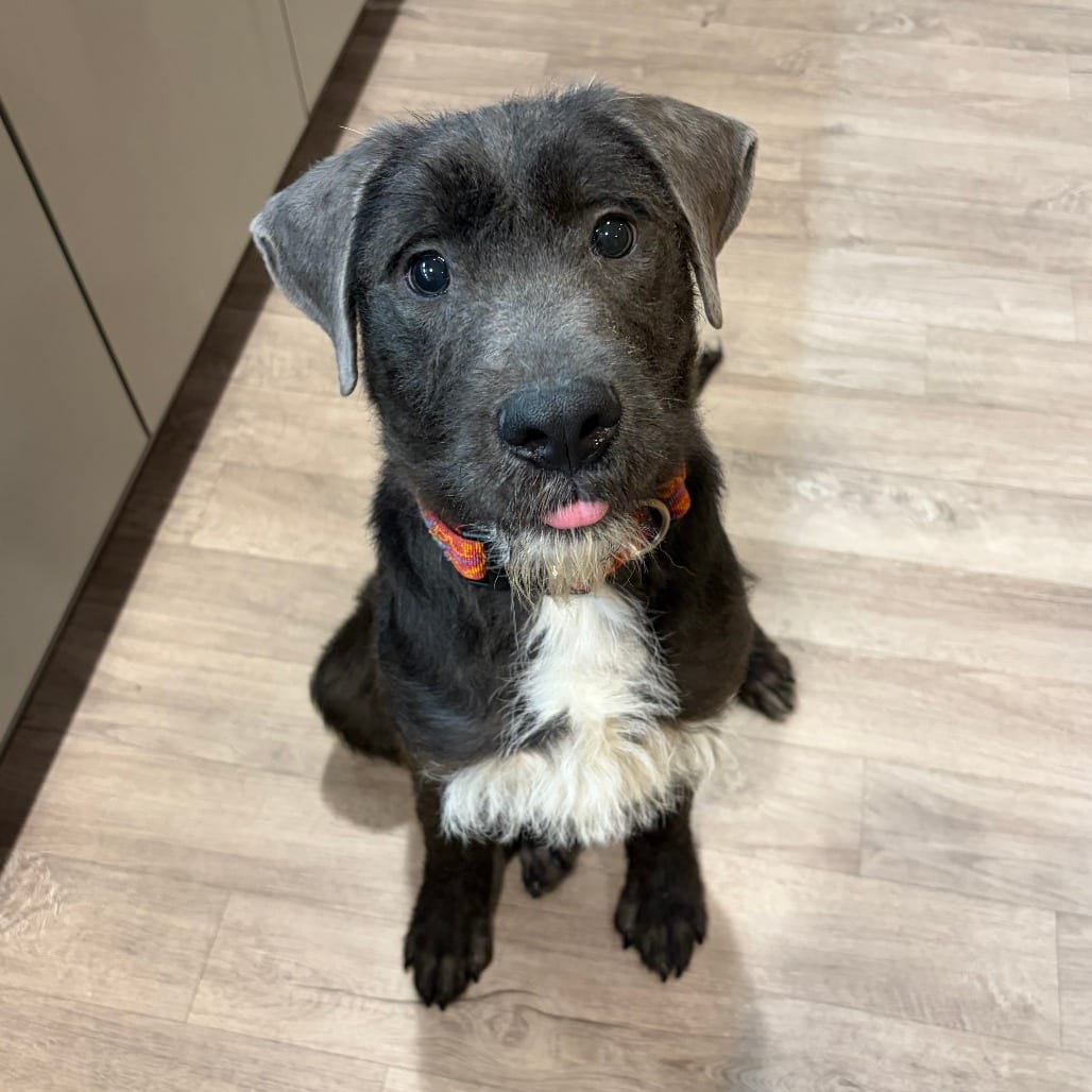 Photo of Henley, adoptable Terrier in Chesapeake, Virginia