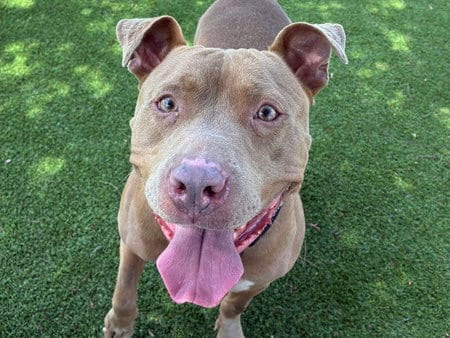 Photo of Cita, adoptable Pit Bull Terrier in Martinez, California