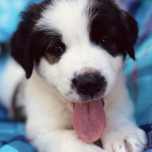 Photo of Monster's Inc Pup - Flint, adoptable Great Pyrenees in San Diego, California