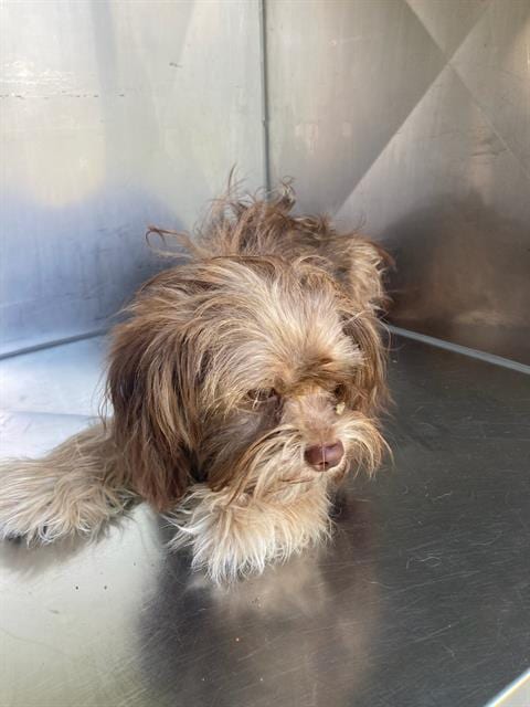 Photo of Ewok, adoptable Shih Tzu and Havanese