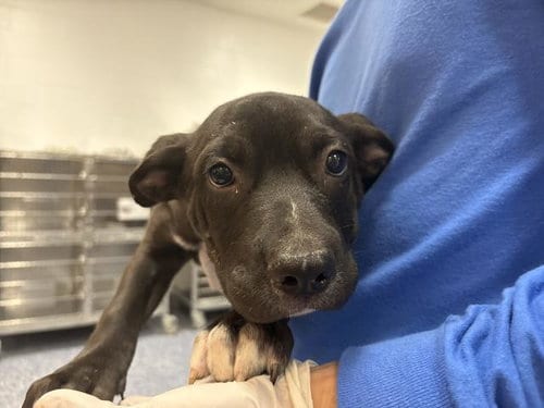 Photo of Dasha, adoptable Terrier in Riverside, California