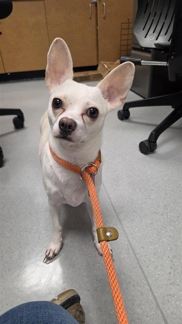 Photo of Tilly, adoptable Chihuahua in San Jose, California