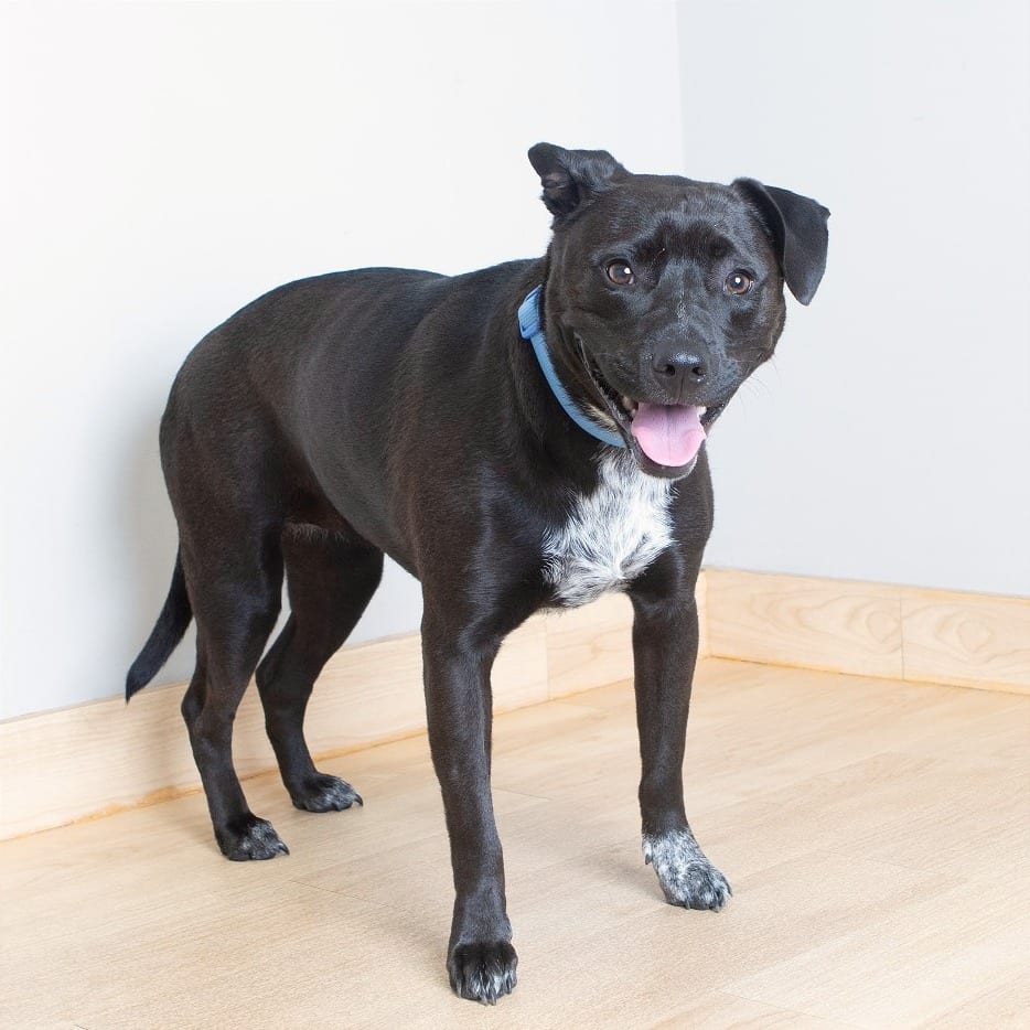 Photo of Dizzy D19174, adoptable Retriever, Black Labrador / Terrier in Minnesota, Minnesota