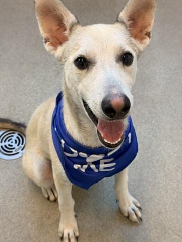 Photo of Gustavo, adoptable Terrier in San Martin, California