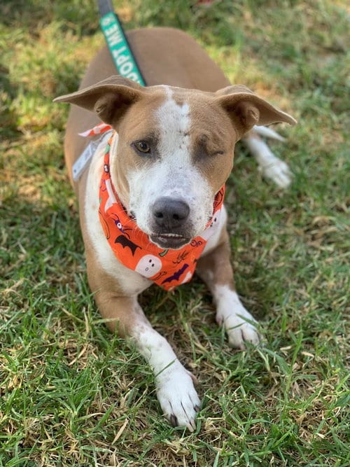 Photo of Emma - Momma, adoptable Cattle Dog in San Diego, California