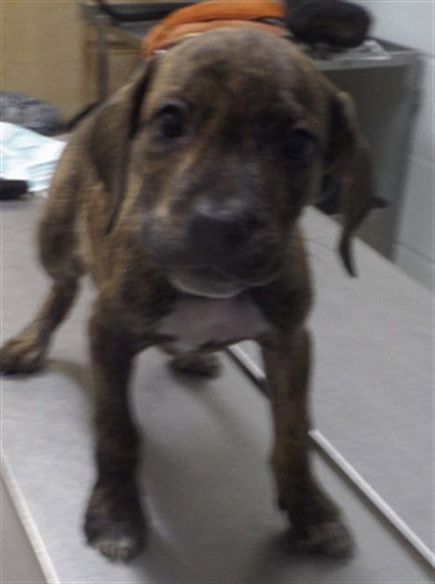 Photo of Skyla, adoptable Pit Bull Terrier in Augusta, Georgia
