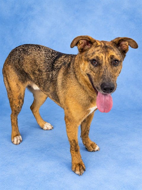 Photo of Roo, adoptable Catahoula Leopard Dog in Westminster, Maryland