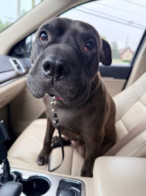 Photo of Coffee Bean, adoptable Shar Pei in Germantown, Ohio