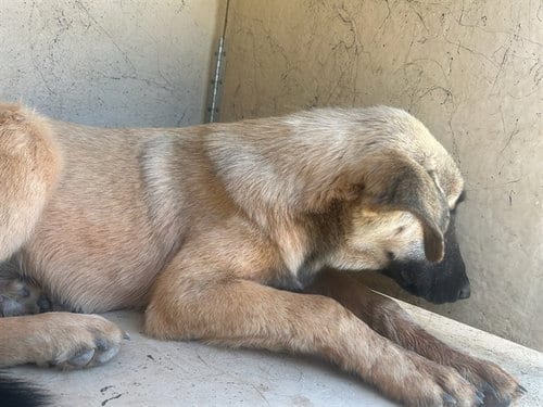 Photo of A480632, adoptable German Shepherd Dog in Oklahoma City, Oklahoma